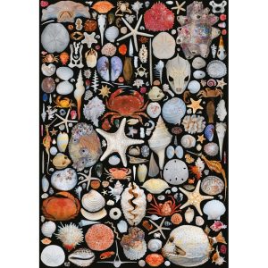 PUZZLE 1000 Pièces – COQUILLES